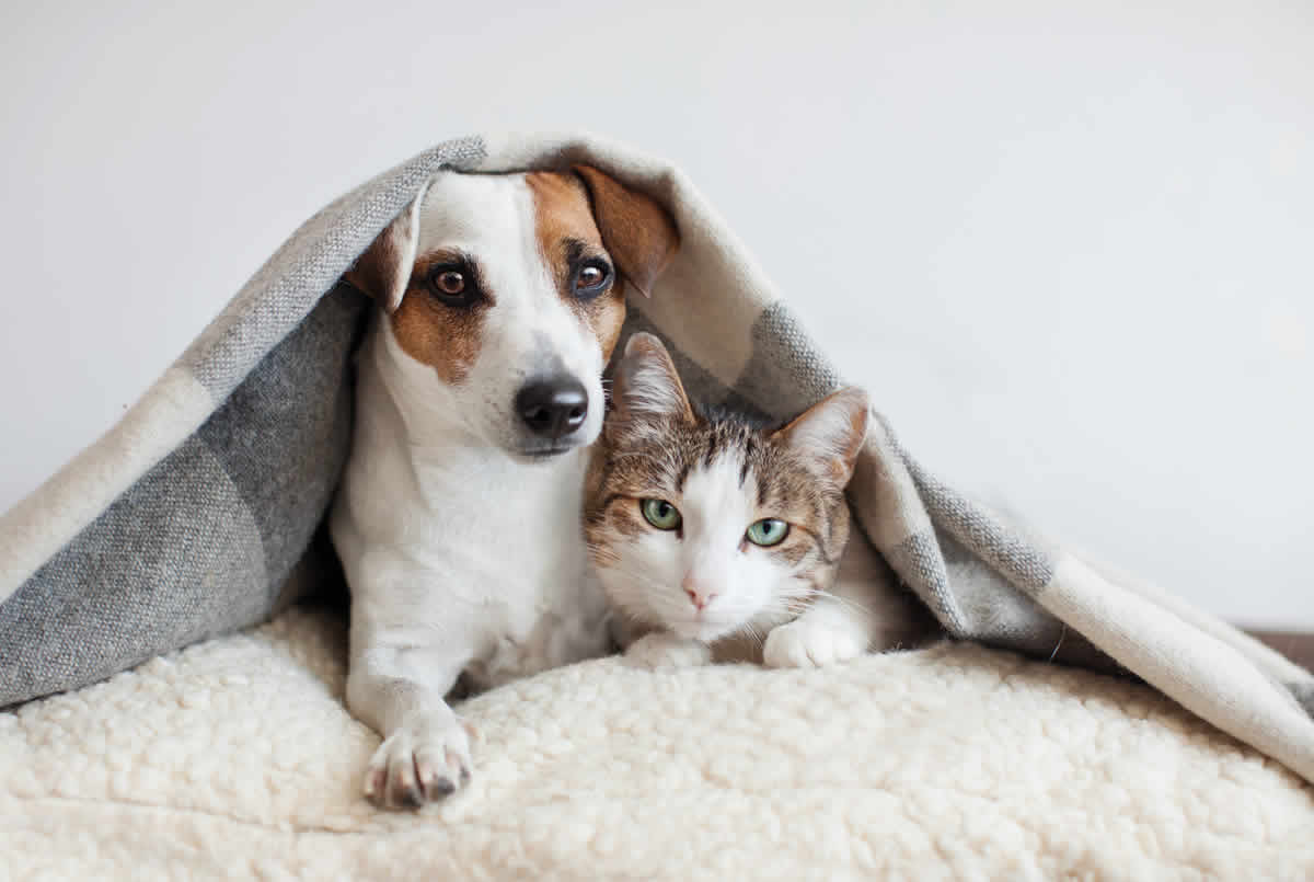 Qué cubren los seguros de mascotas 2