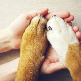 Manos con patas de dos perros encima.
